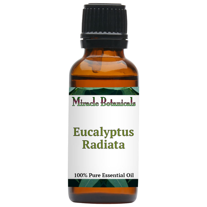 Eucalyptus Radiata Essential Oil (Eucalyptus Radiata) - Miracle Botanicals Essential Oils