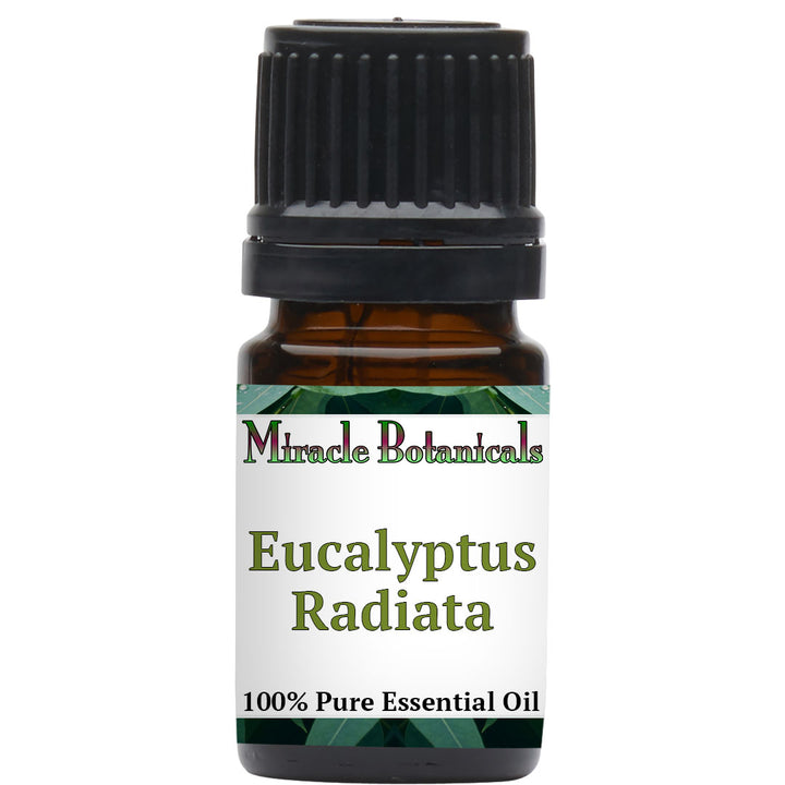 Eucalyptus Radiata Essential Oil (Eucalyptus Radiata) - Miracle Botanicals Essential Oils