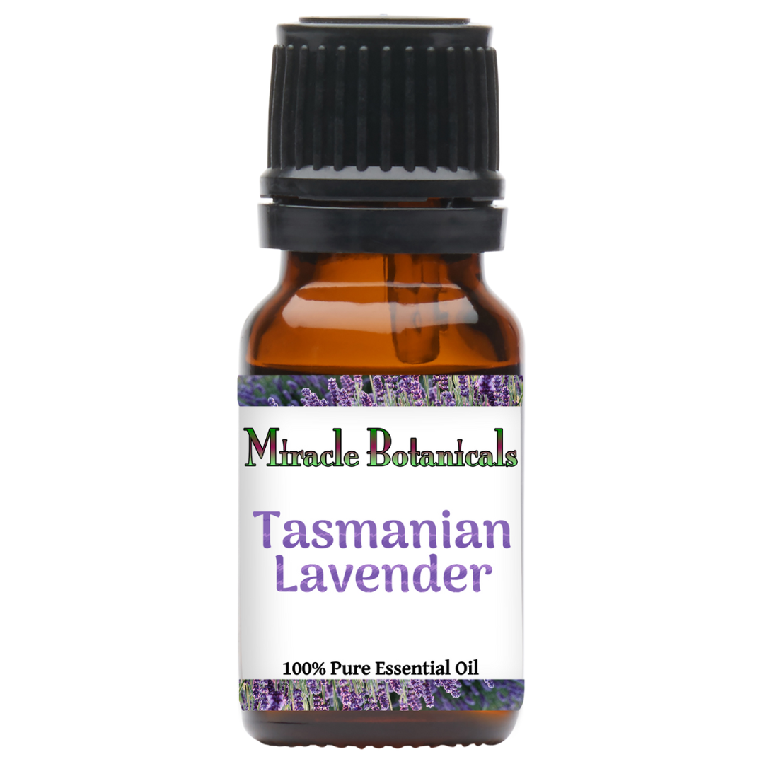 Tasmanian Lavender (Lavandula Angustifolia)