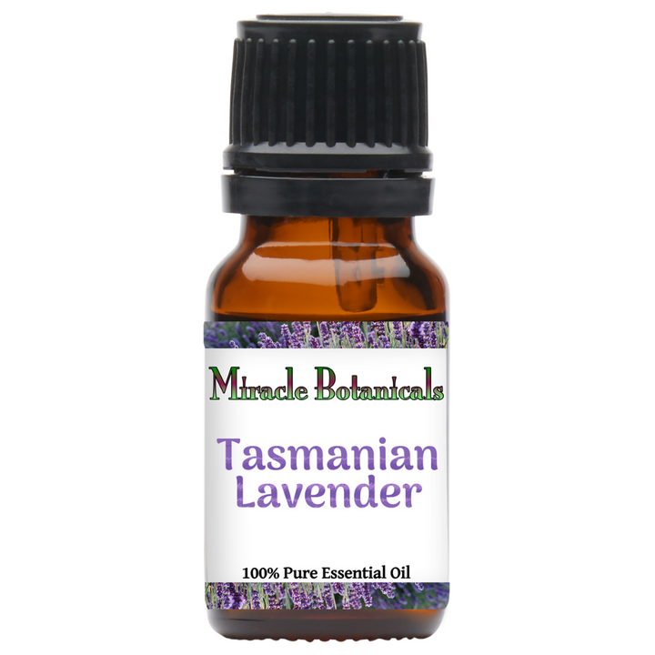 Tasmanian Lavender (Lavandula Angustifolia)