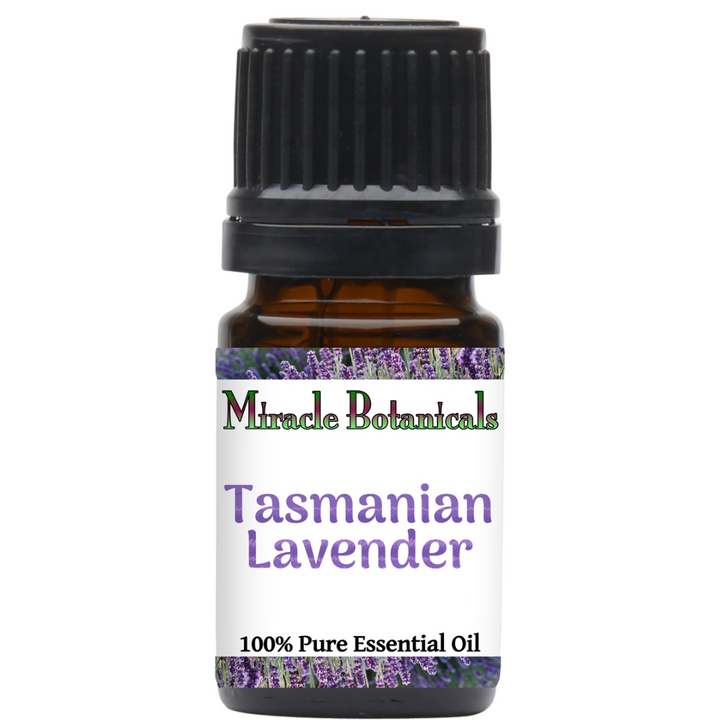 Tasmanian Lavender (Lavandula Angustifolia)
