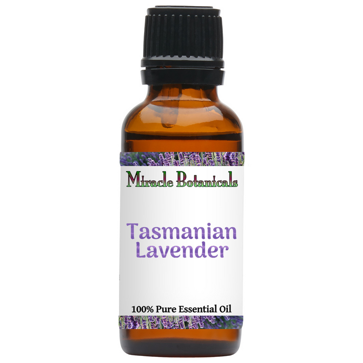 Tasmanian Lavender (Lavandula Angustifolia)