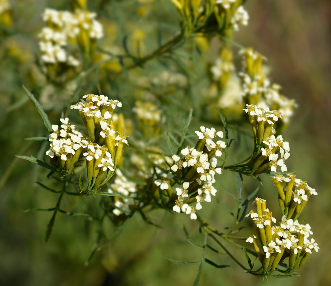 Tagetes - Wild Marigold Essential Oil (Tagetes Minuta)