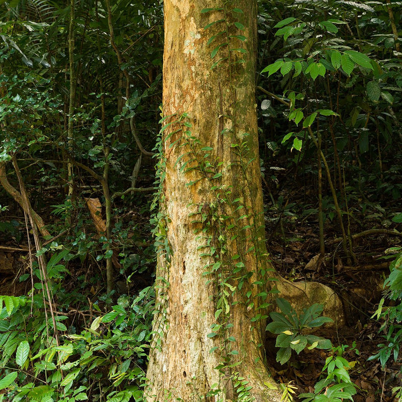 Agarwood Essential Oil - OUD (Aquilaria Crassna)