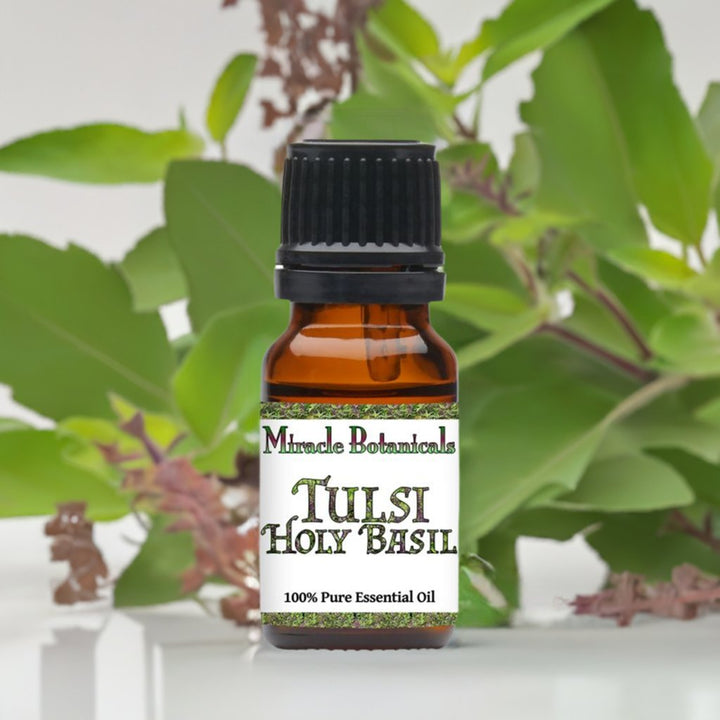 Basil (Holy Basil - Tulsi) Essential Oil (Ocimum Basilicum) - Miracle Botanicals Essential Oils