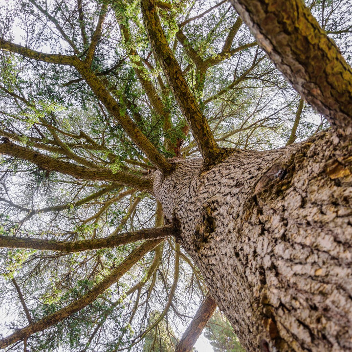 Cedarwood Atlas Essential Oil - Organic (Cedrus Atlantica) - Miracle Botanicals Essential Oils