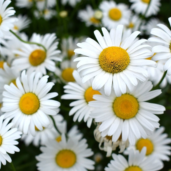 Chamomile (Cape) Essential Oil - Organic (Eriocephalus Punctulatus) - Miracle Botanicals Essential Oils