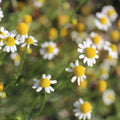 Chamomile (Roman) Essential Oil - Organic (Anthemis Nobilis) - Miracle Botanicals Essential Oils