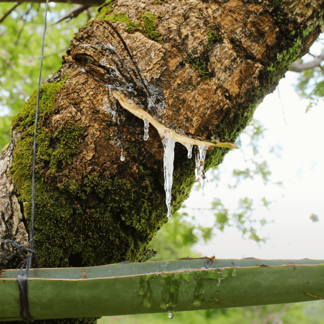 Copal Santo Essential Oil (Bursera Copallifera) "Mexican Frankincense" - Miracle Botanicals Essential Oils