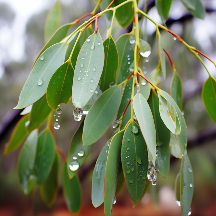 Eucalyptus Radiata Essential Oil (Eucalyptus Radiata) - Miracle Botanicals Essential Oils