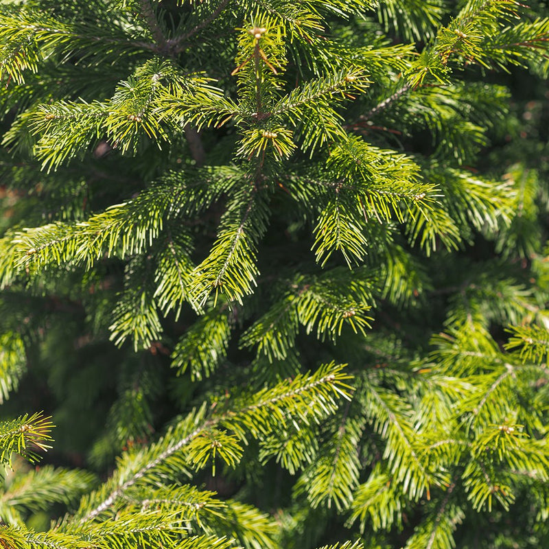 Fir Needle Essential Oil (Abies Siberica)