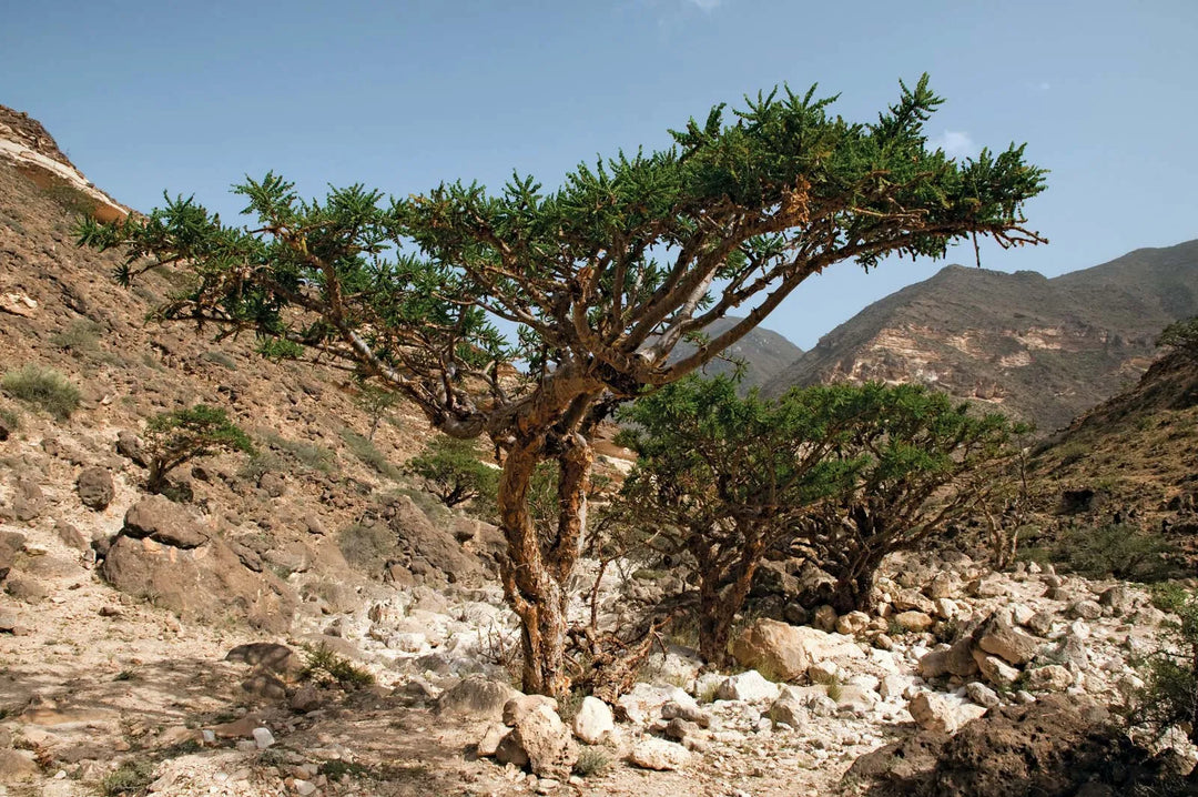 Frankincense Serrata - CO2 Extracted (Boswellia Serrata)