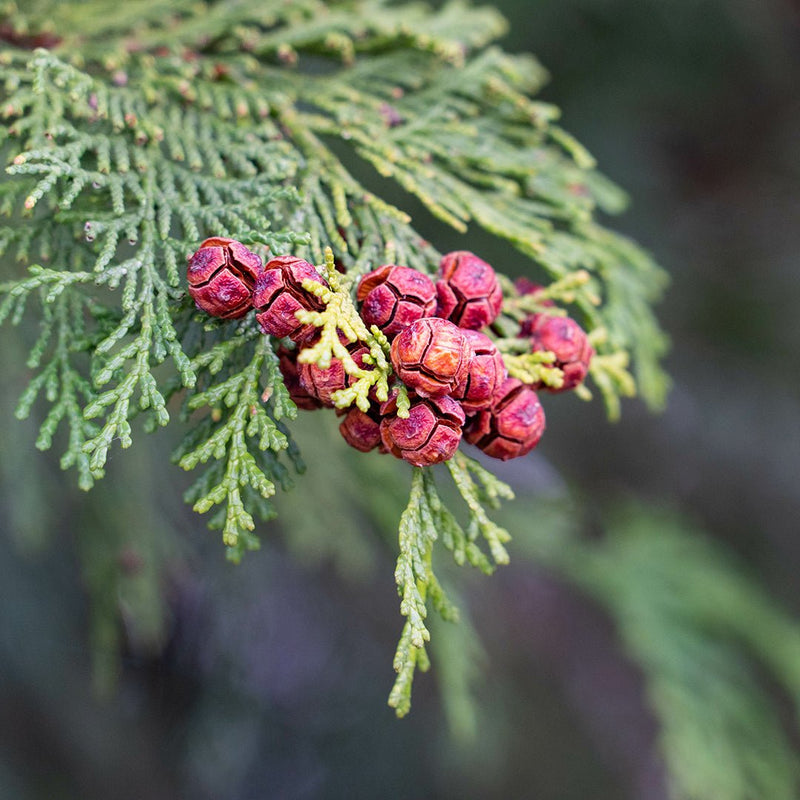 Hinoki Essential Oil (Chamaecyparis Obtusa)