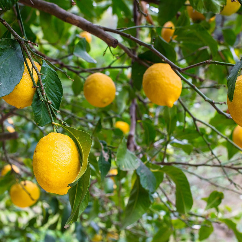 Lemon Essential Oil - Organic (Citrus Limonum)