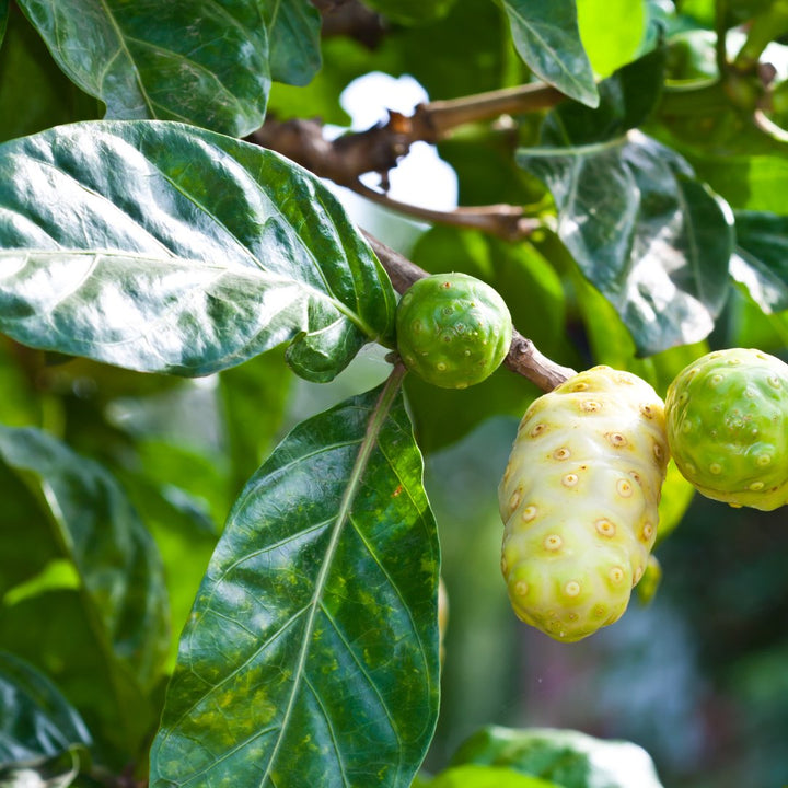 Noni Leaf (Hawaiian) Hydrosol - Wildcrafted (Morinda Citrifolia) - Miracle Botanicals Essential Oils