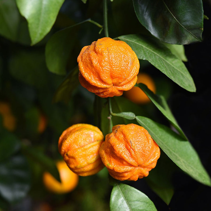 Orange (Bitter) Peel Essential Oil (Citrus Aurantium L., ssp. amara Engl., C. bigaradia Risso)