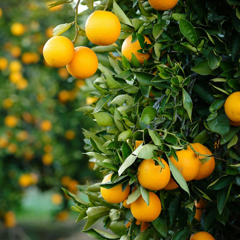 Orange Essential Oil - Wildcrafted (Citrus Sinensis)