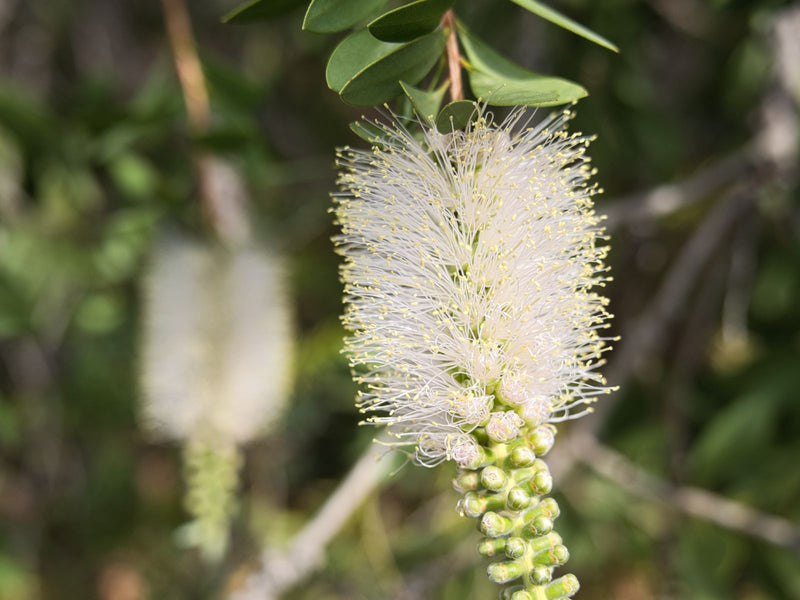 Nerolina Essential Oil - Wildcrafted (Melaleuca Quinquenervia)