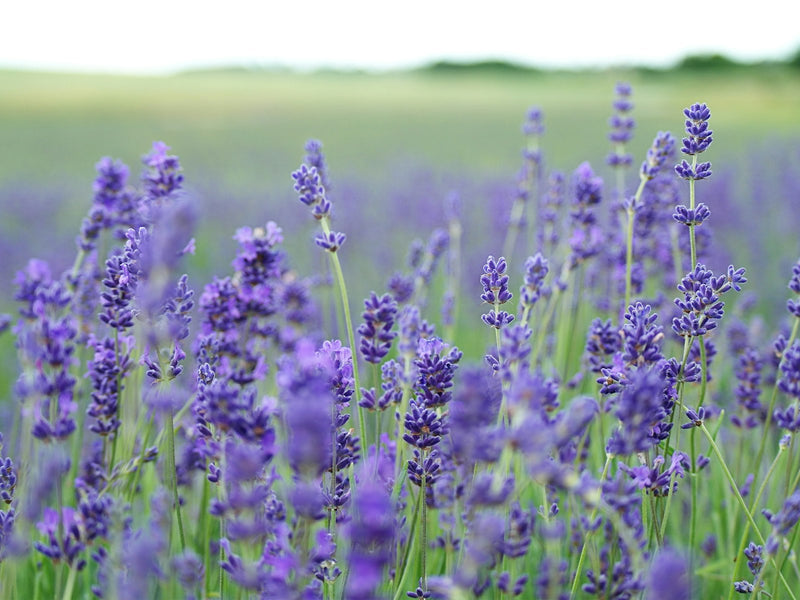 Lavender (Hawaiian) Hydrosol - (Lavandula Angustifolia) - Rare & Local