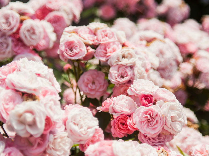 Rose Glimmer Body Oil