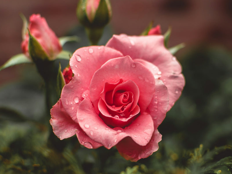 Rose Glimmer Face Oil
