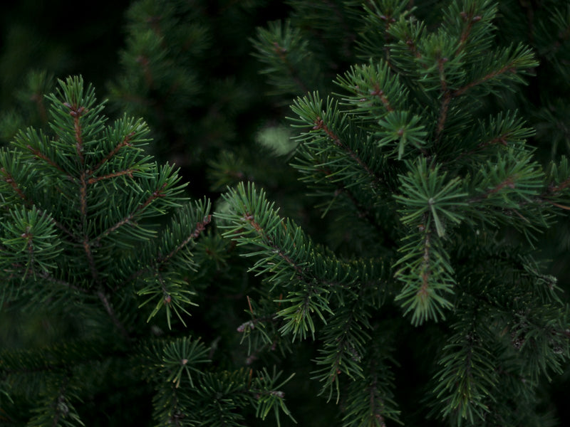 Vintage and Spruce