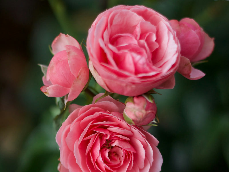 Rose Hydrosol Set (Rosa Damascena)