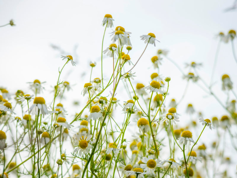Chamomile Essential Oil Sampler Set - 100% Pure Essential Oils of 4 Fine Species of Chamomile