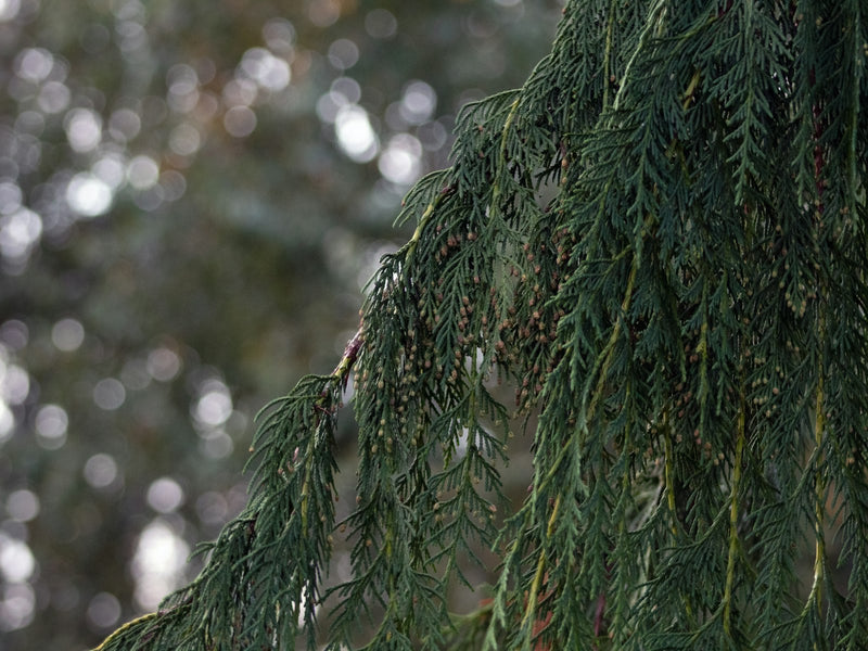 Nootka Tree Essential Oil (Cupressus Nootkatensis)