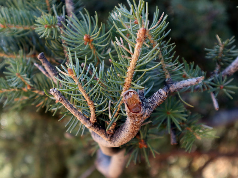 Vintage and Fir Needle