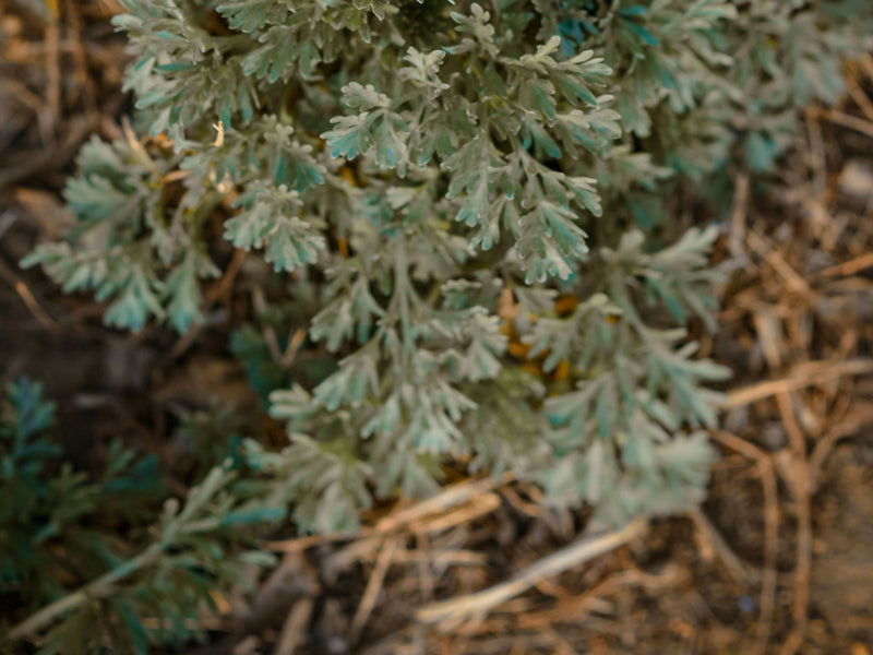 Wormwood Essential Oil - Absinthe - Wildcrafted (Artemisia absinthium)