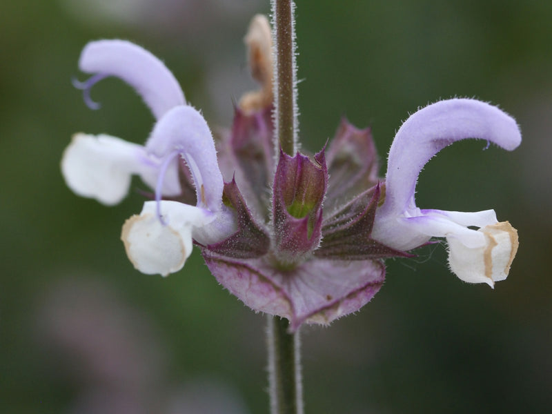 Clary Sage (Kashmir) Essential Oil (Salvia Sclarea)