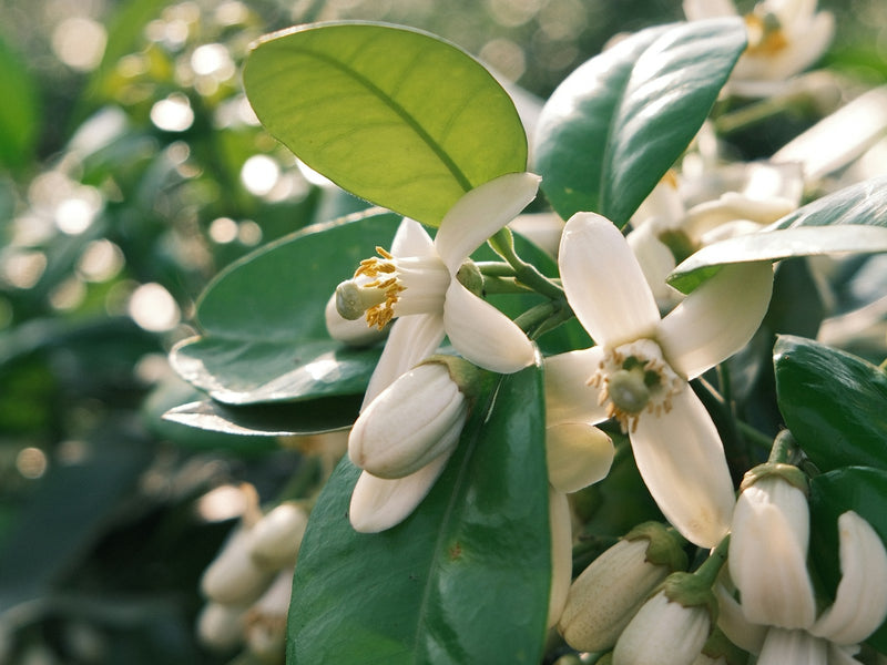 Neroli Essential Oil - Organic (Citrus Aurantium Amara)