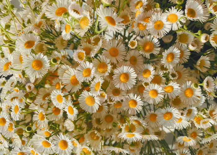 Roman Chamomile & Sage Essential Oil - Organic - Miracle Botanicals Essential Oils