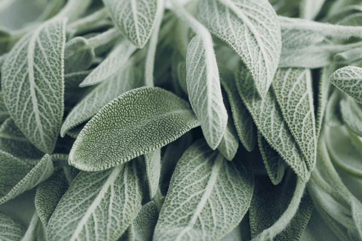Roman Chamomile & Sage Essential Oil - Organic - Miracle Botanicals Essential Oils