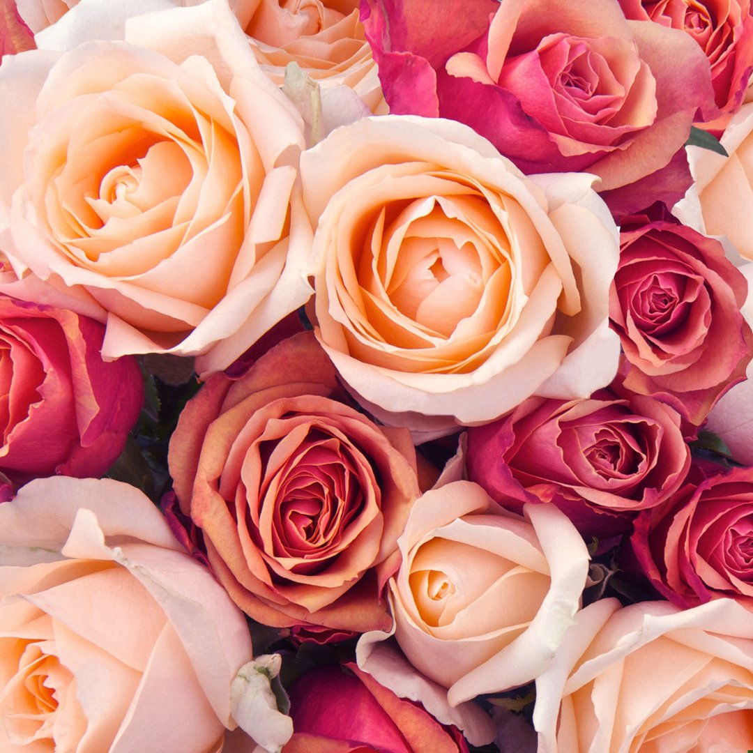 Turke Rosa Rose (Turkish) Hydrosol (Rosa Damascena)
