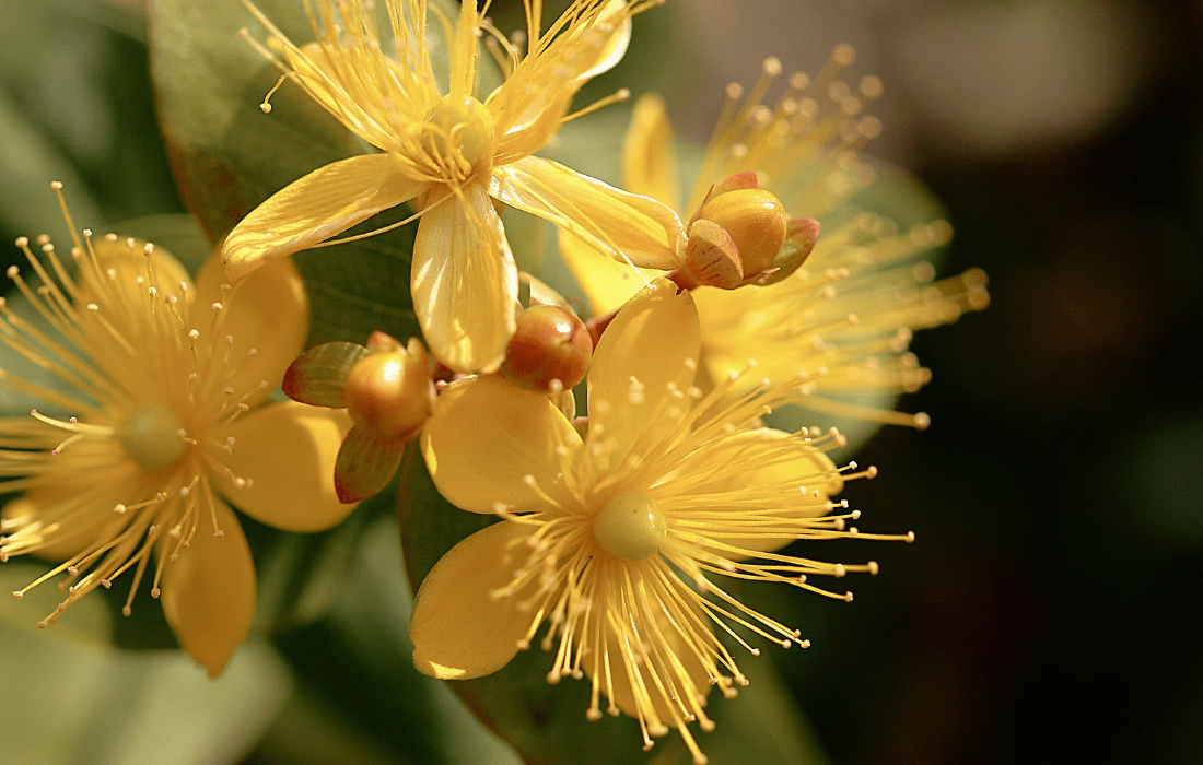 St. John's Wort Essential Oil (Hypericum perforatum) - Miracle Botanicals Essential Oils