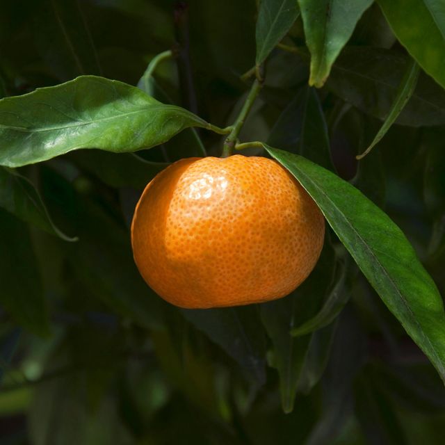 Tangerine Essential Oil (Citrus Reticulata)