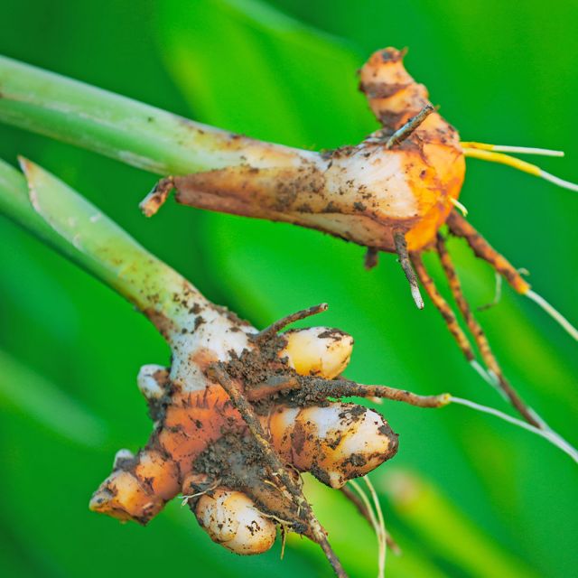 Turmeric Essential Oil - Organic - CO2 Extracted (Curcuma Longa)