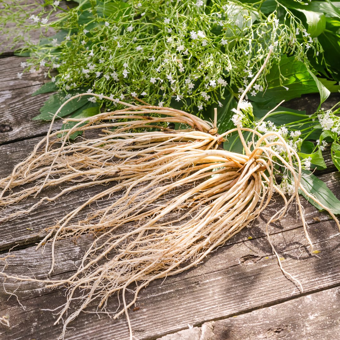 Valerian Root Essential Oil - Wildcrafted (Valeriana Officinalis) - Miracle Botanicals Essential Oils