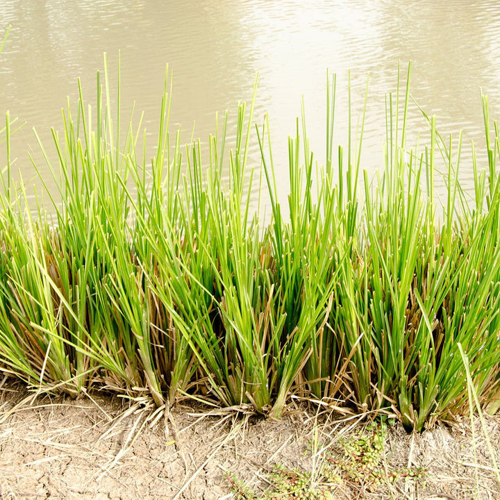 Vetiver Essential Oil - Haiti (Vetiveria Zizanioides) - Miracle Botanicals Essential Oils