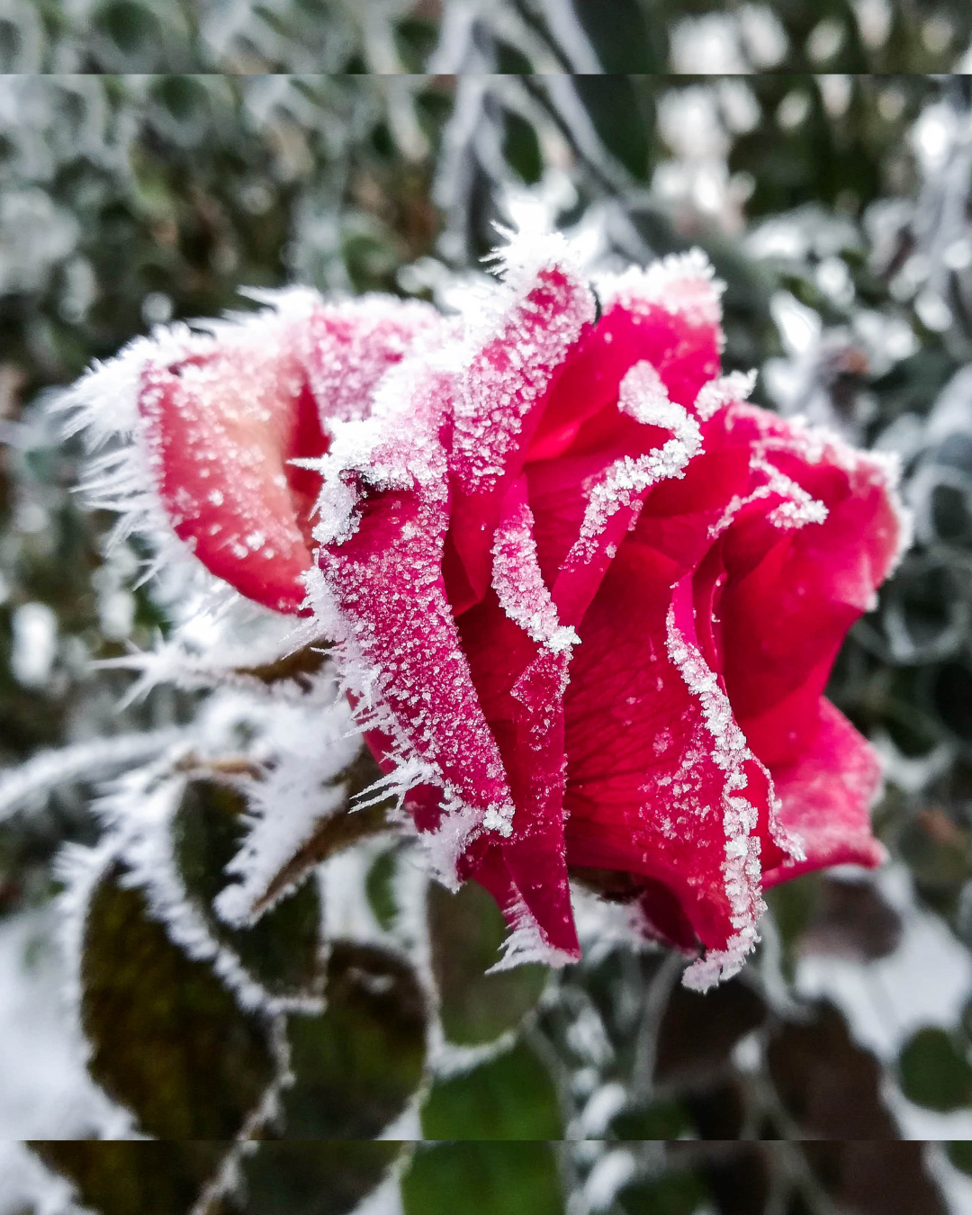 Wintering Tea Roses Winter Rose - Pure EO Blend