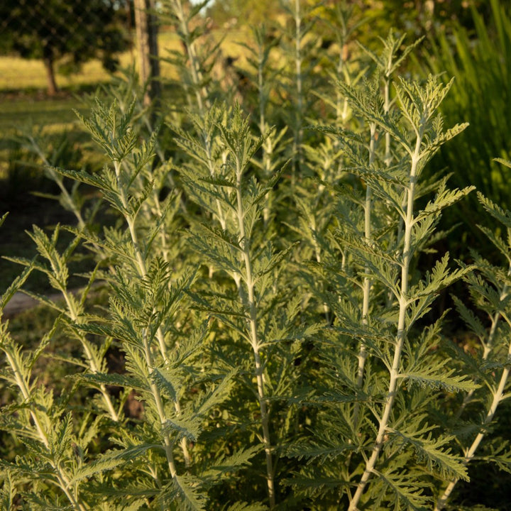 Wormwood (African) Essential Oil - Organic (Artemisia Afra) - Miracle Botanicals Essential Oils