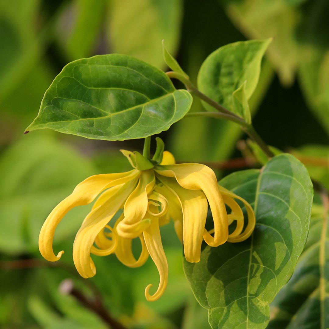 Ylang Ylang Extra Essential Oil - Organic (Cananga Odorata var. Genuina) - Miracle Botanicals Essential Oils