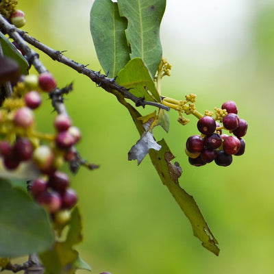 Allspice Berry Essential Oil (Pimenta Dioica) - Miracle Botanicals Essential Oils