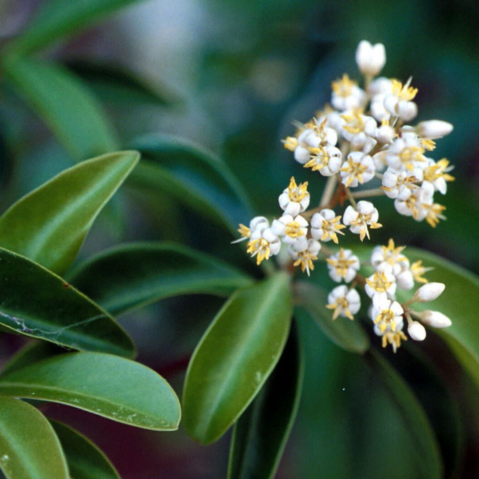 Amyris Essential Oil - West Indian Sandalwood (Amyris Balsamifera) - Miracle Botanicals Essential Oils