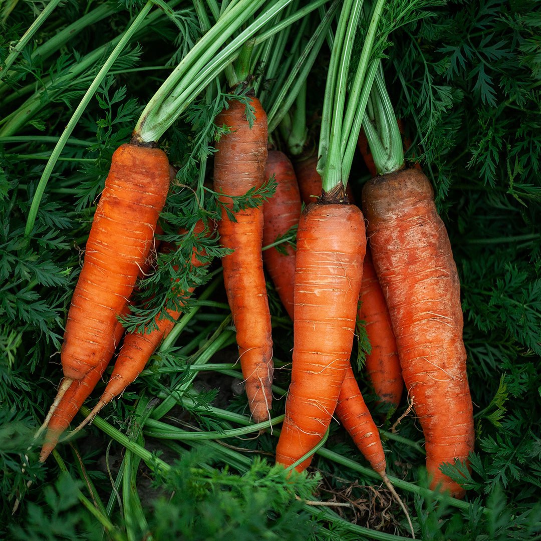 Carrot Root Essential Oil - Helio Carrot in Jojoba - Organic - CO2 Extracted (Daucus Carota) - Miracle Botanicals Essential Oils