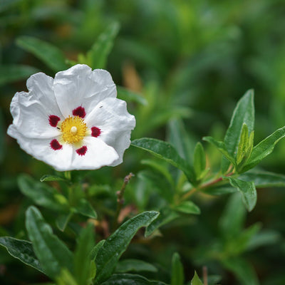 Cistus (Rockrose) Essential Oil (Cistus Ladaniferus) - Miracle Botanicals Essential Oils