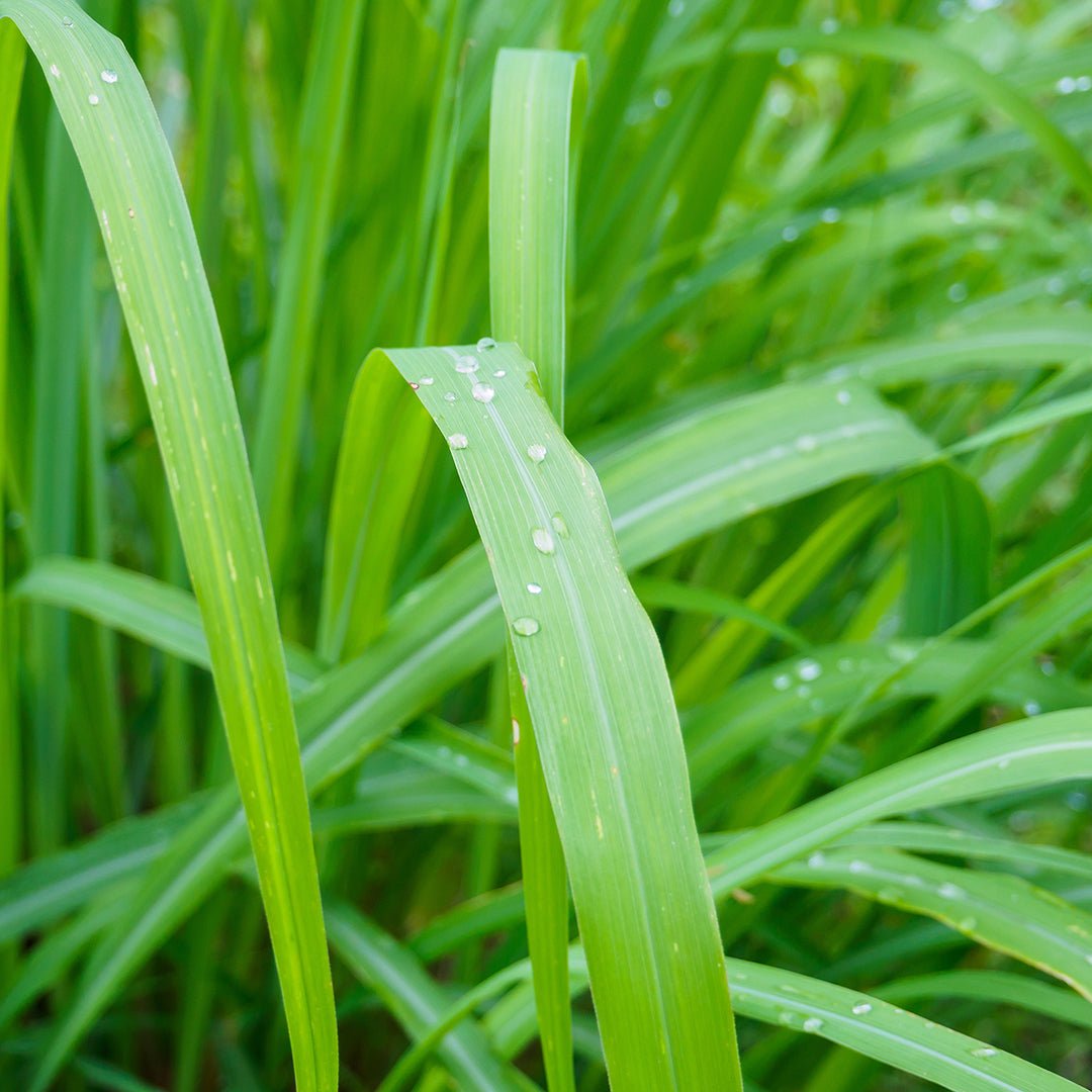 Citronella Essential Oil - Organic (Cymbopogon Nardus) - Miracle Botanicals Essential Oils