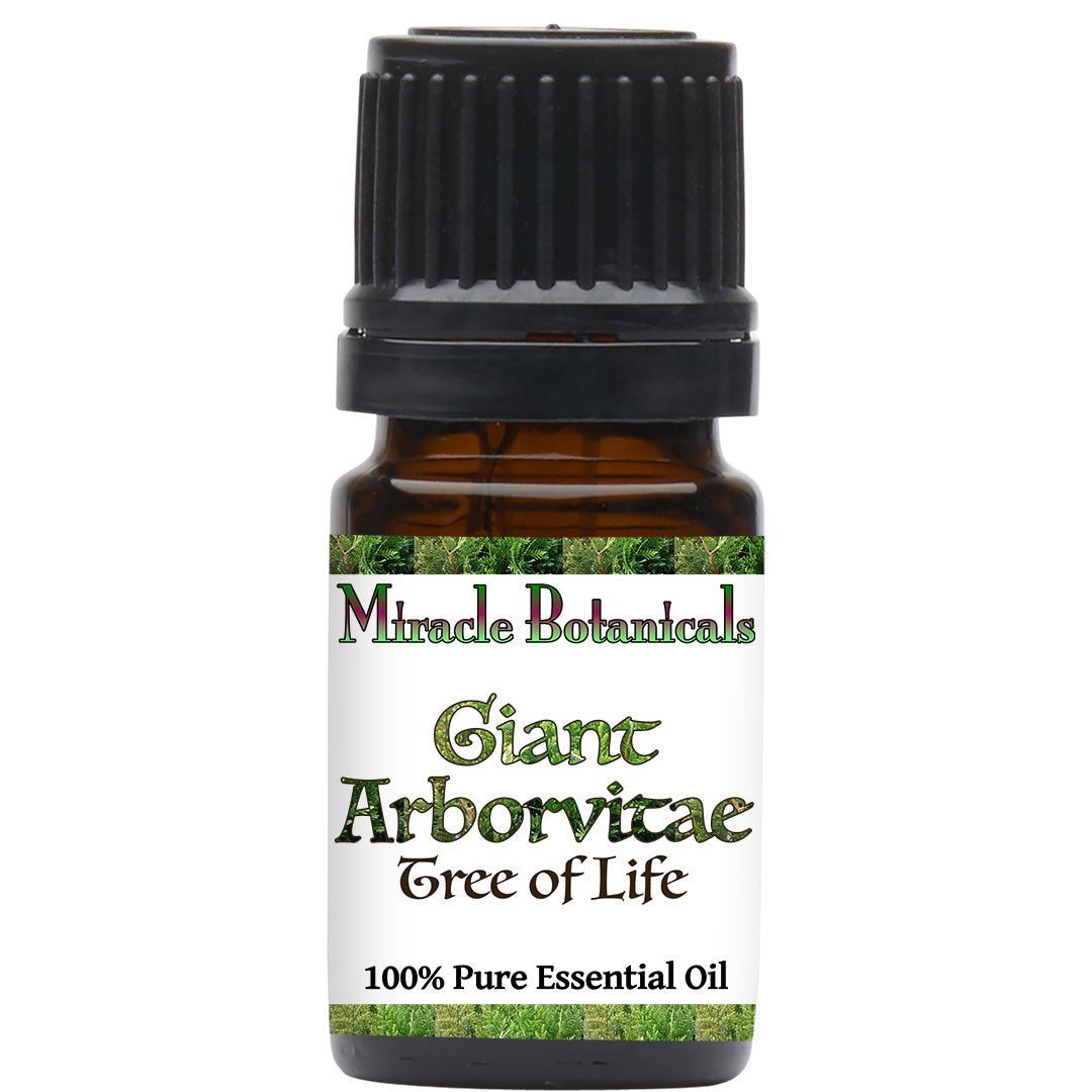 Giant Arborvitae Essential Oil (Thuja Plicata) - Miracle Botanicals Essential Oils